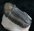 Reedops Trilobite From Morocco #8314-2